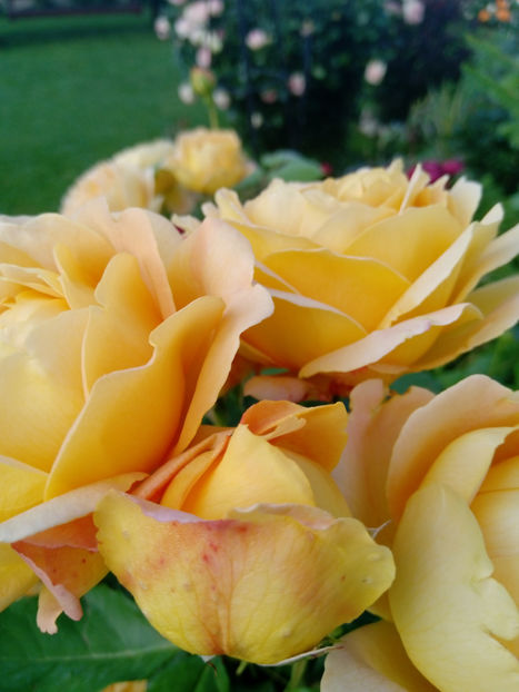  - Gradina iunie 2019