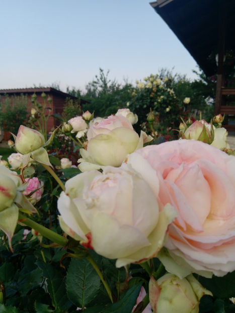  - Gradina iunie 2019