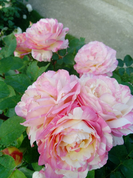  - Gradina iunie 2019