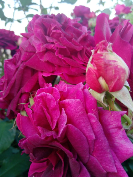  - Gradina iunie 2019