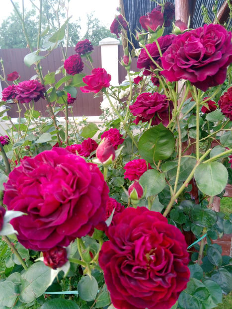  - Gradina iunie 2019