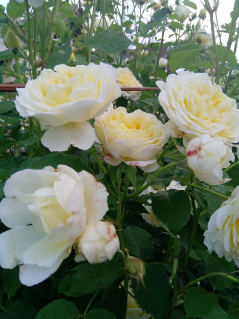  - Gradina iunie 2019