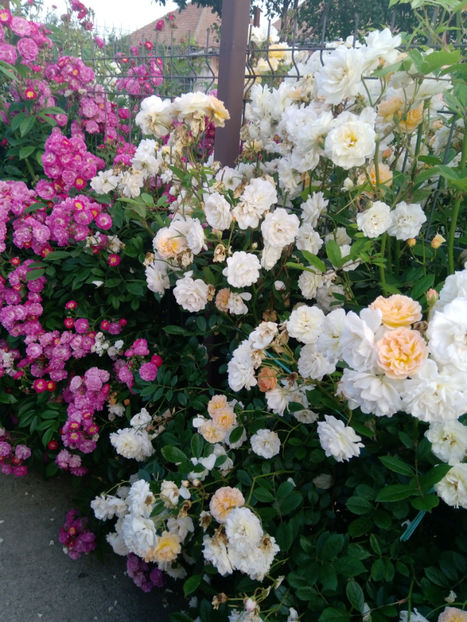  - Gradina iunie 2019