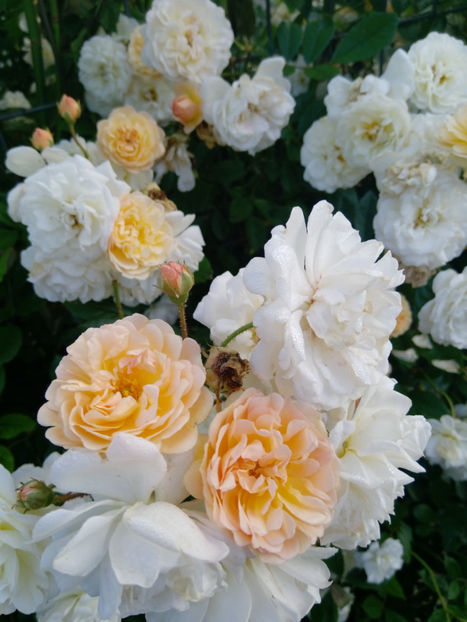  - Gradina iunie 2019