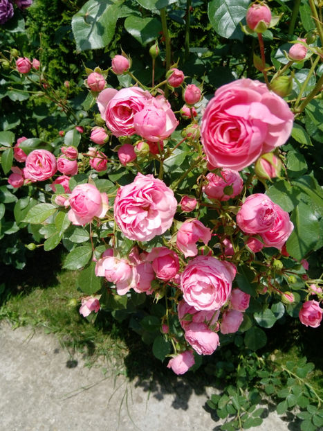  - Gradina iunie 2019