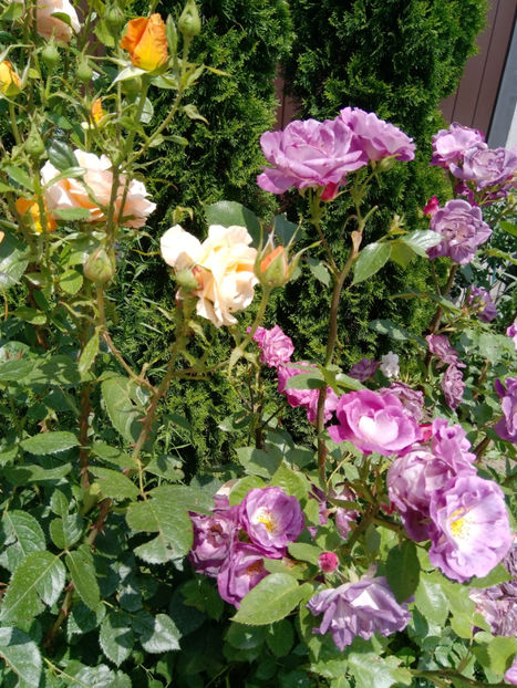  - Gradina iunie 2019