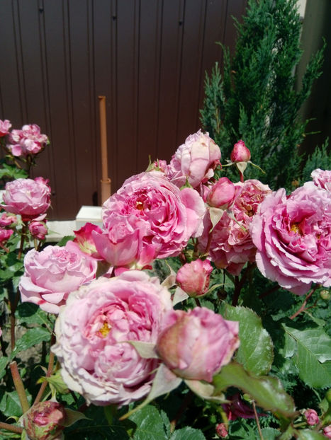  - Gradina iunie 2019