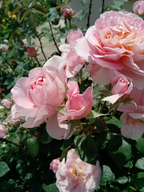  - Gradina iunie 2019