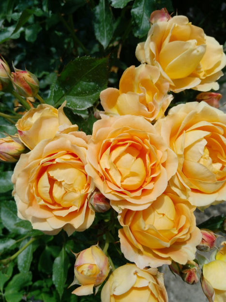  - Gradina iunie 2019