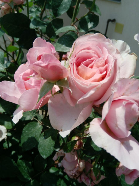  - Gradina iunie 2019