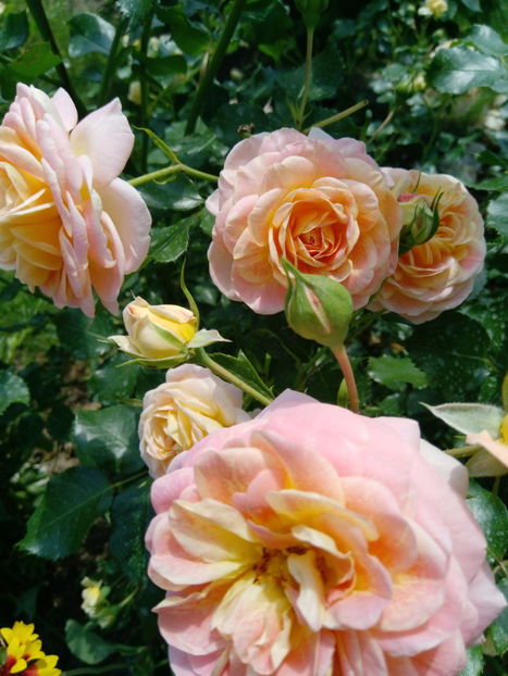  - Gradina iunie 2019