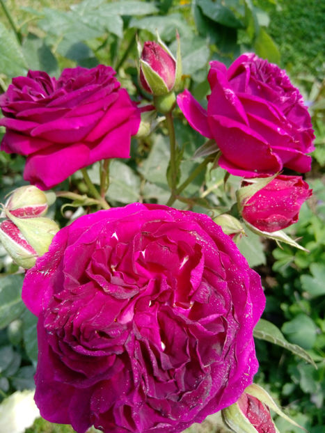  - Gradina iunie 2019