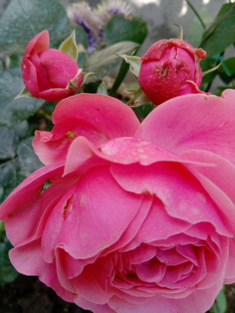  - Gradina iunie 2019