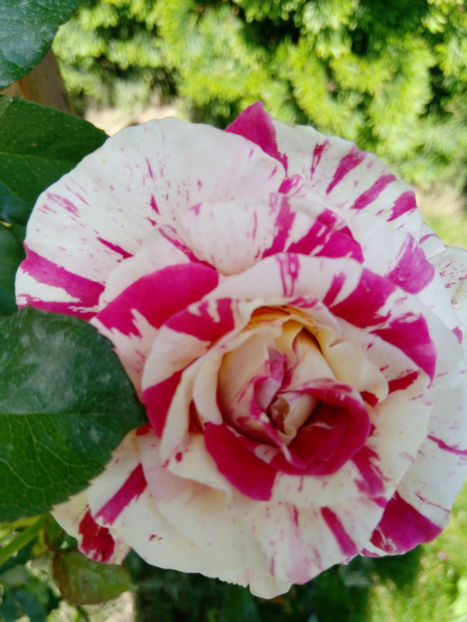  - Gradina iunie 2019