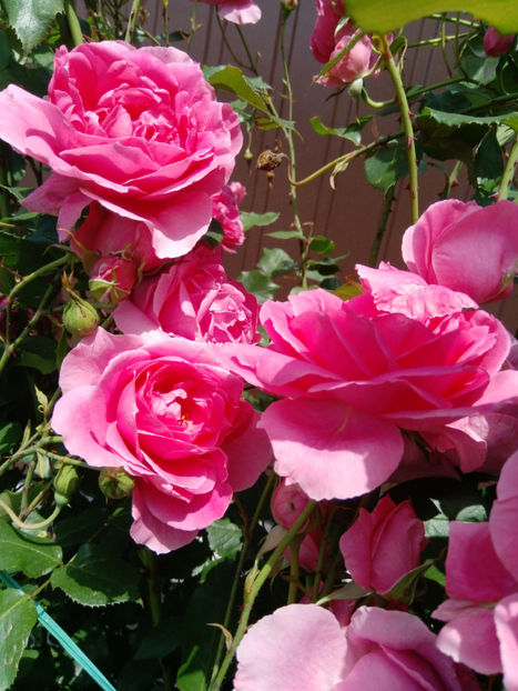  - Gradina iunie 2019