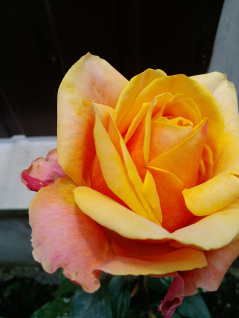  - Gradina iunie 2019