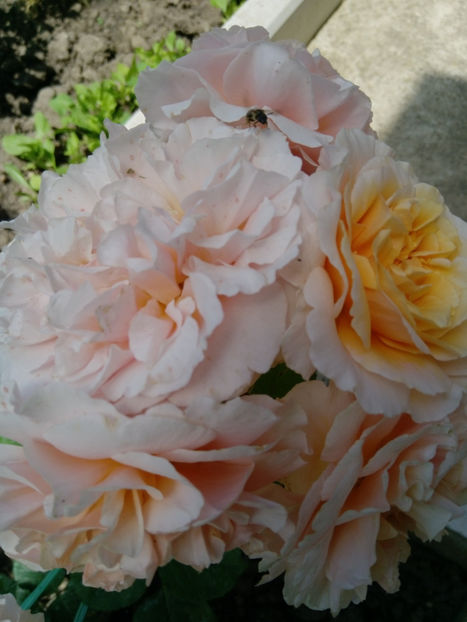  - Gradina iunie 2019