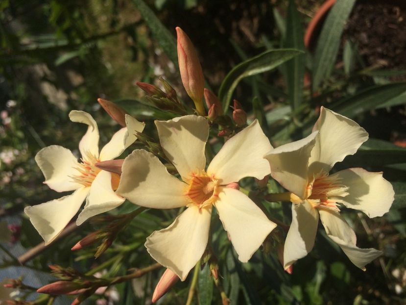 6 Isle of Capri - Leandri