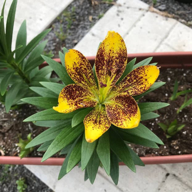  - Jurnalul gradinii 2019