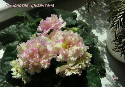LE Zolotaya Chrizantema - 1 Dorinte  Violete