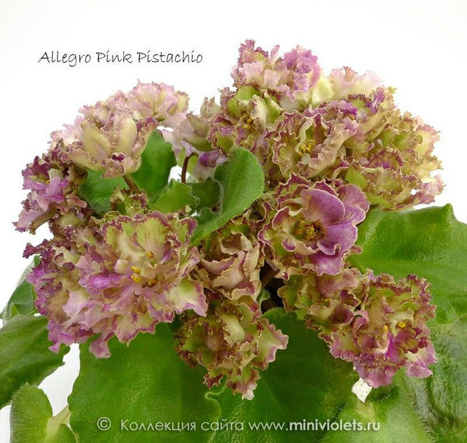 Allegro Pink Pistachio - 1 Dorinte  Violete