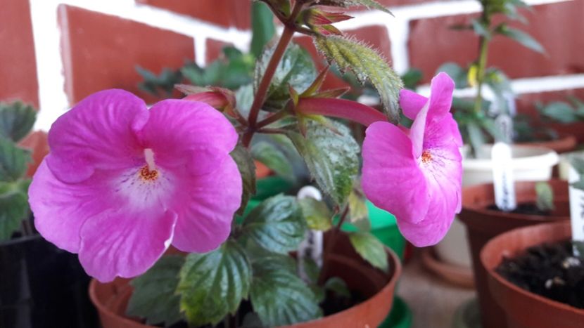 2019 - Wetterlow s Triumph