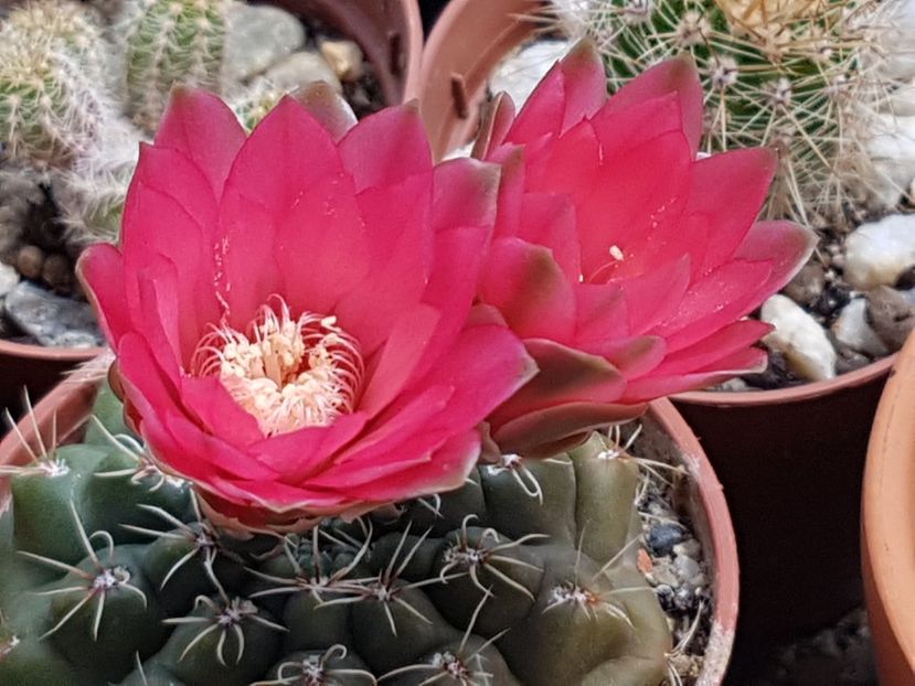 Gymno baldianum - Gymnocalycium