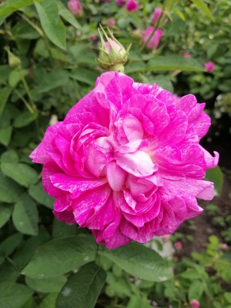  - Damask Marie Louise