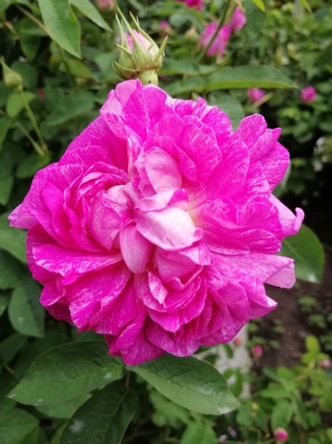  - Damask Marie Louise