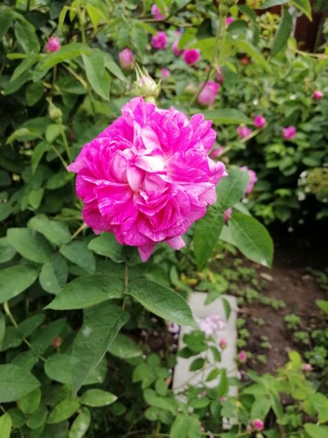  - Damask Marie Louise