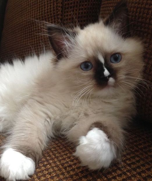 ee99a624c1e56cd039c1e52407f4d0ee - CUTE CATS 2019