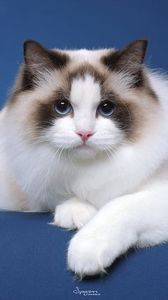 4ef18b7608fe79cb0f77bdb8619eee87 - CUTE CATS 2019