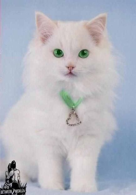 b06697715faf6d9c7b494a0159e713c3 - CUTE CATS 2019