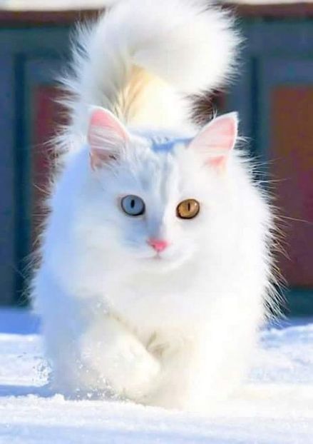 c768955cffd6a30f660e020b7fe9dbc8 - CUTE CATS 2019