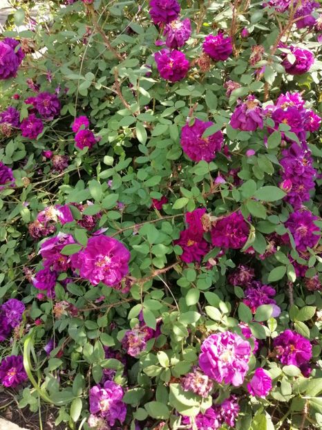  - Moss Nuits de Young