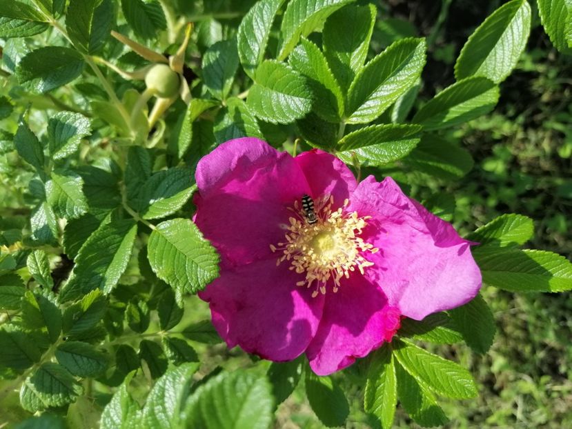  - Rosa Rugosa