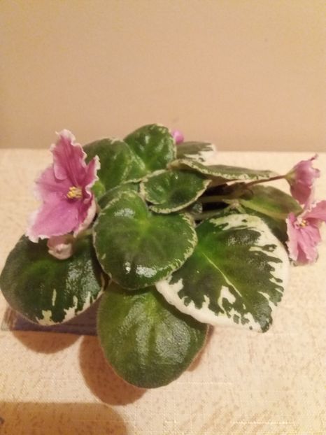  - Buckeye IceBreaker