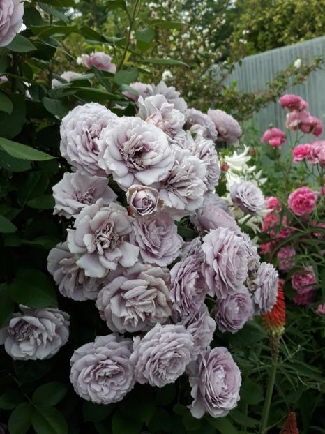  - Trandafirii in luna Iunie