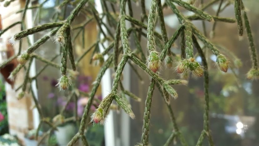  - Rhipsalis pilocarpa