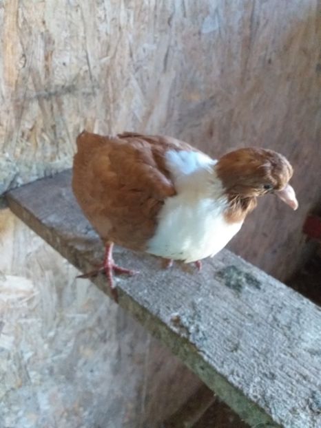  - Strasser 2019-2023