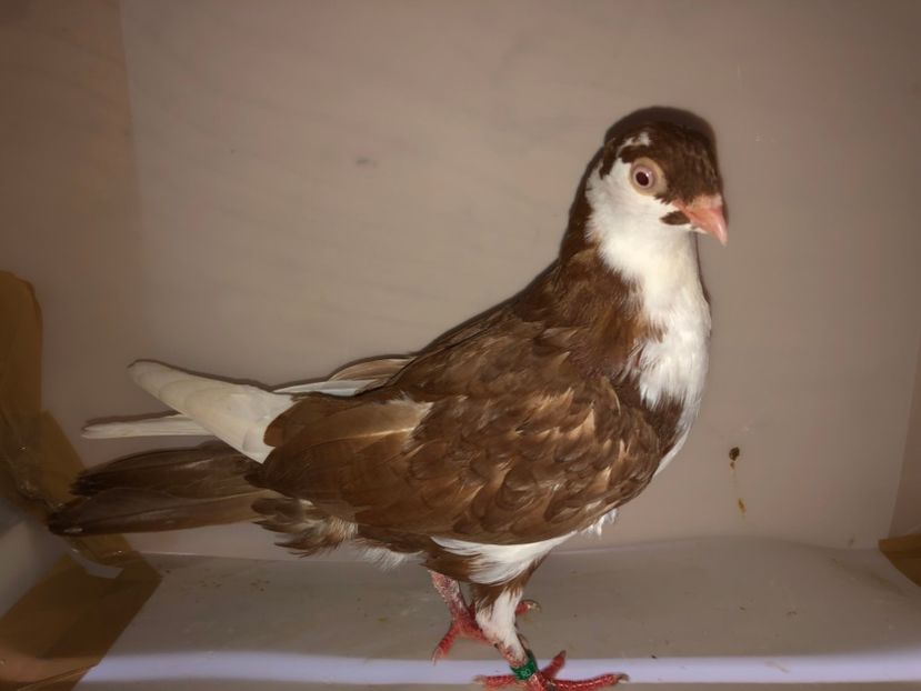 6830  femelă  2019_2 - tineret 2019