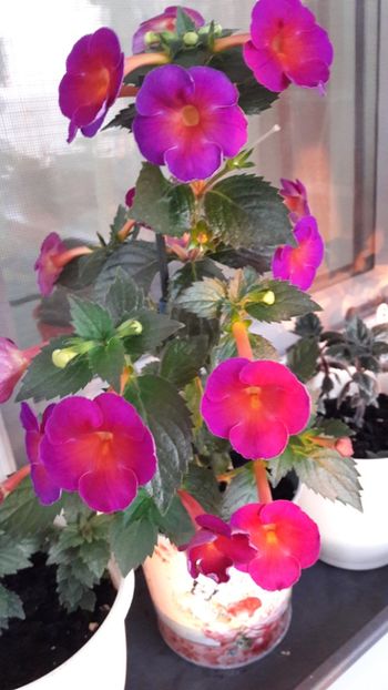  - 10 Achimenes 2019