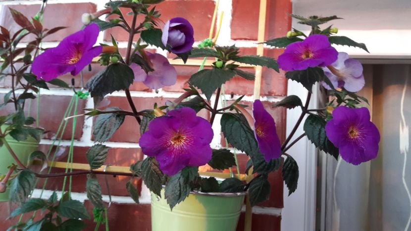  - 10 Achimenes 2019
