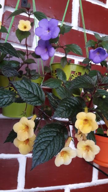  - 10 Achimenes 2019