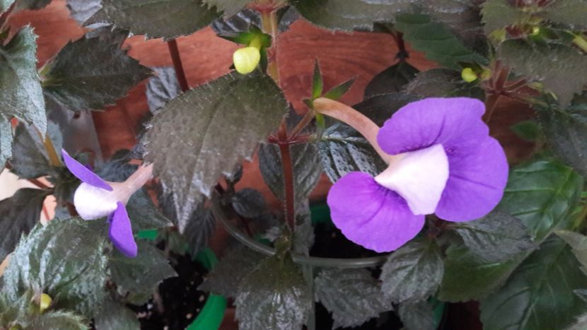  - 10 Achimenes 2019