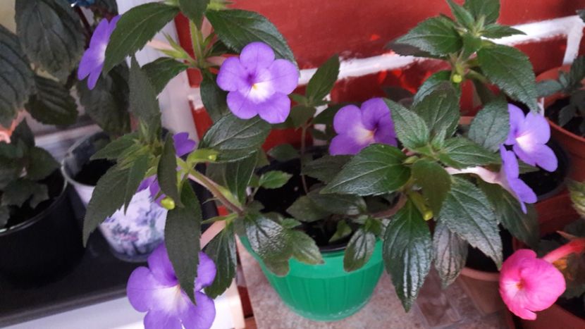  - 10 Achimenes 2019