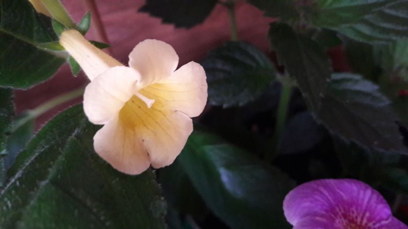  - 10 Achimenes 2019