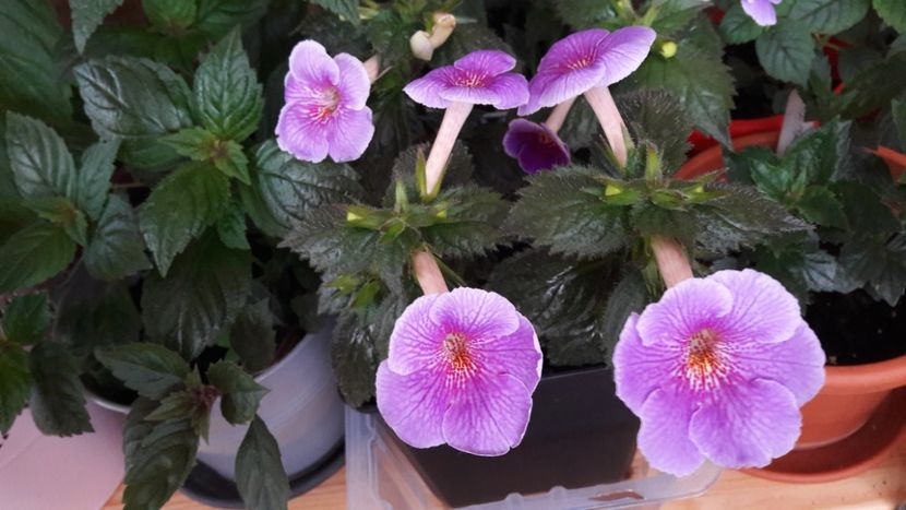  - 10 Achimenes 2019