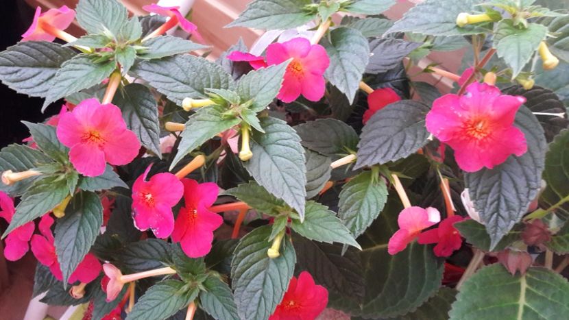  - 10 Achimenes 2019