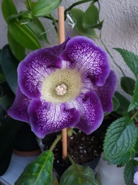 Tigrina blue ( 11-06-2019) - Gloxinii 2019